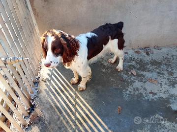 Springer spaniel