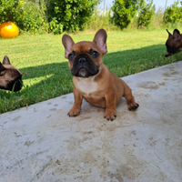 Bulldog francese