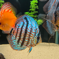 Discus