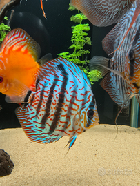 Discus