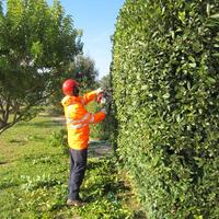 GIARDINO  TAGLIO SIEPI