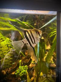 Scalare zebra