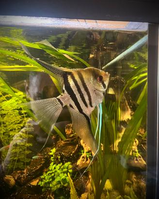 Scalare zebra