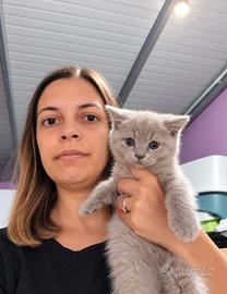 2 maschietti disponibili di Scottish con pedigree