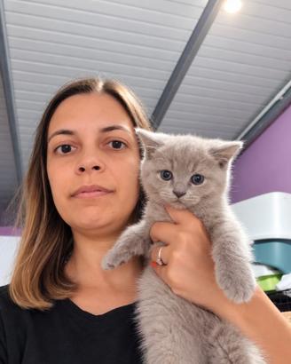 2 maschietti disponibili di Scottish con pedigree