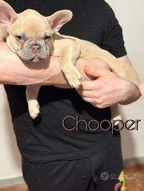 Bulldog Francese Esotici Lilac Fawn