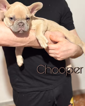 Bulldog Francese Esotici Lilac Fawn