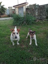 Jack russell terrier