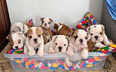 Cuccioli bulldog inglese