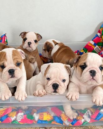 Cuccioli bulldog inglese