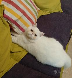 Gatto con pedigree exotic short hair