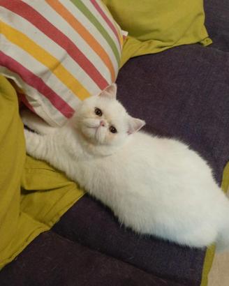 Gatto con pedigree exotic short hair