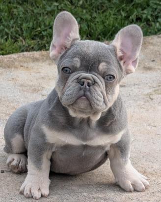 Cucciolo bulldog francese lilac tan
