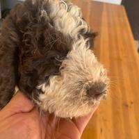 Cuccioli lagotto romagnolo pedigree e test