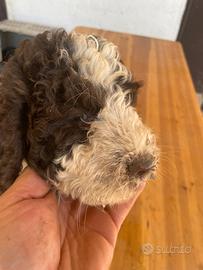 Cuccioli lagotto romagnolo pedigree e test