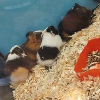 Porcellini d'india baby