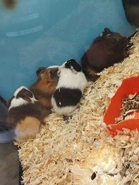 Porcellini d'india baby