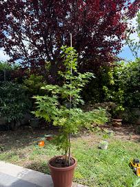 Acero giapponese palmatum 'Sango Kaku' 🍁diventa
