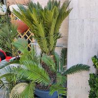 Cycas revoluta in vaso di resina ø60 antracite
