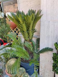 Cycas revoluta in vaso di resina ø60 antracite