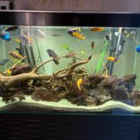 Pesci Ciclidi Malawi