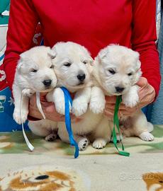 Cuccioli Pastore Svizzero Bianco
