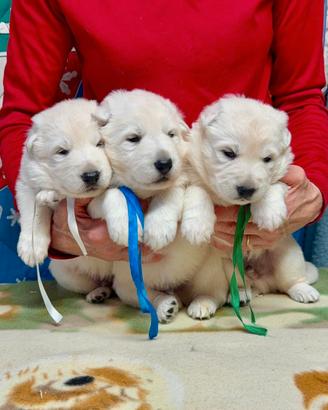 Cuccioli Pastore Svizzero Bianco