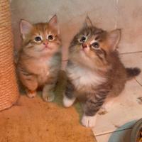 Cucciole siberiane con pedigree