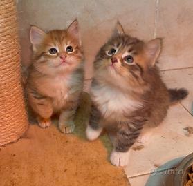 Cucciole siberiane con pedigree