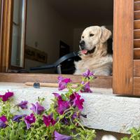 Golden retriver per monta