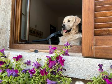 Golden retriver per monta