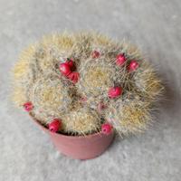 Cactus con bacche rosse