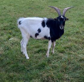 Becco razza Capra pezzata mochena
