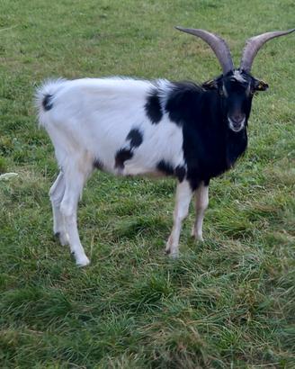 Becco razza Capra pezzata mochena