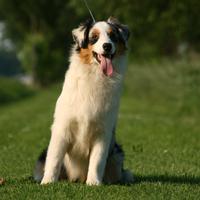 Cucciolona Pastore Australiano