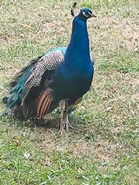 Pavone adulto