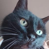 Bombay gattina