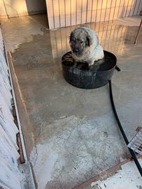 Pensione per cani