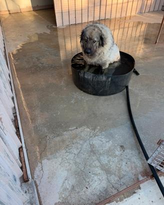 Pensione per cani