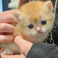 Meravigliosi cuccioli british shorthair pedigree
