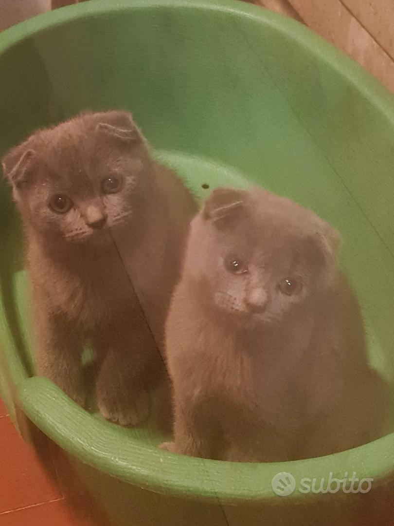 Cuccioli di scottish fold - Animali In vendita a Roma