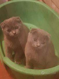 Cuccioli di scottish fold 