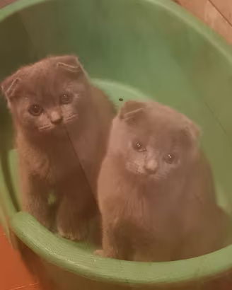 Cuccioli di scottish fold 