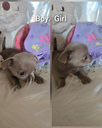 Chihuahua maschio con pedigree