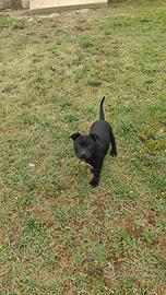 Staffordshire bull terrier "Cucciola"