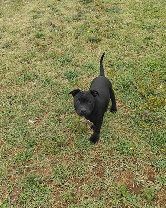 Staffordshire bull terrier "Cucciola"