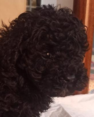 Cucciolo di barboncino maschio