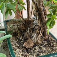 Bonsai corniolo