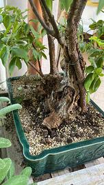 Bonsai corniolo