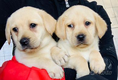 Labrador miele